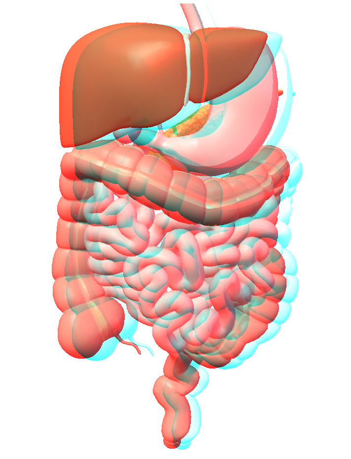 human digestive system diagram. digestive system of human body