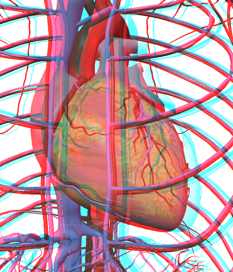 3D anaglyph human body Digestive System